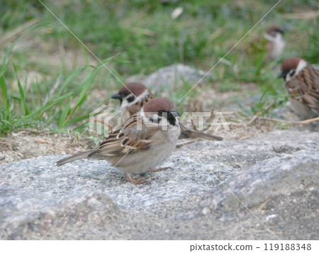 Sparrow looking for food 119188348