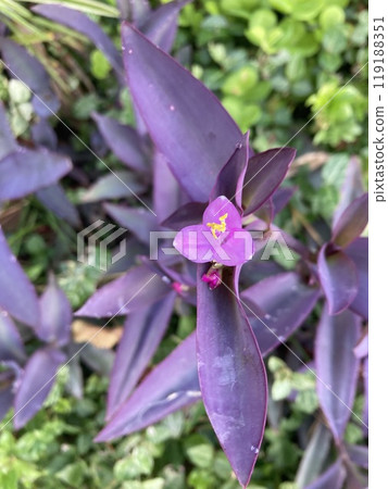 Murasakigoten 119188351