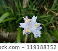 Insects on Iris japonica flowers 119188352