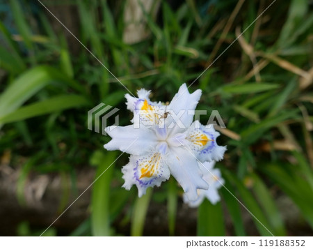 Insects on Iris japonica flowers 119188352
