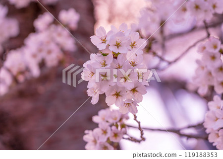 Spring colors - Sakura colors 119188353