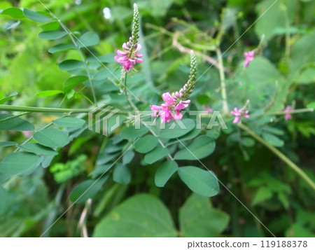 小松凪 小松凪 119188378