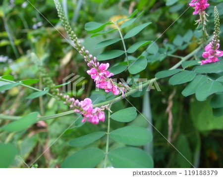 小松凪 小松凪 119188379