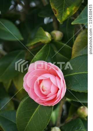 Spring March Pink petals of maidenhair camellia Spring March Pink petals of maidenhair camellia 119188435