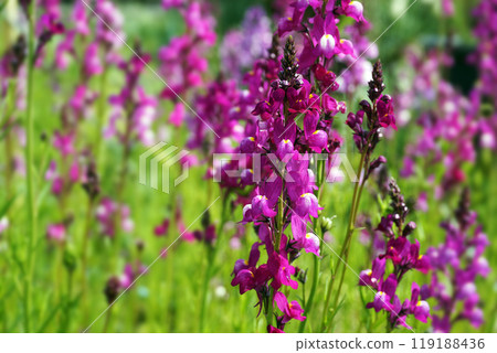 春天三月的粉紅色金魚草花 春天三月的粉紅色金魚草花 119188436