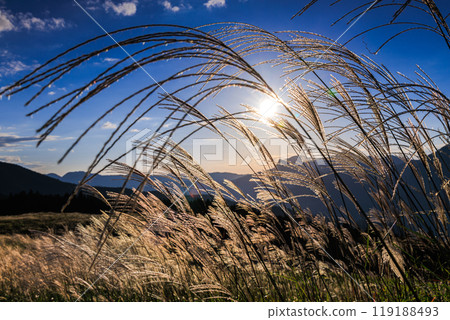 Autumn 2024: Evening scenery at Soni Plateau, where the silver grass is in full bloom. The setting sun illuminating the large, spreading silver grass ears. 119188493