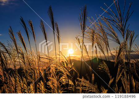 Autumn 2024: Evening scenery at Soni Plateau, where the Japanese silvergrass is in full bloom. The golden sun setting over the mountainside and the golden ears of Japanese silvergrass. 119188496