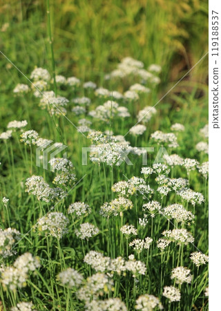 夏天白花 119188537