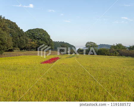 孤挺花盛開的飛鳥村田園風光 孤挺花盛開的飛鳥村田園風光 119188572