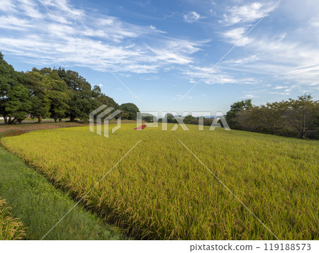 孤挺花盛開的飛鳥村田園風光 孤挺花盛開的飛鳥村田園風光 119188573
