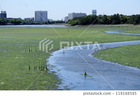春天的八津灘是城市中的綠洲，新鮮多汁。 119188585