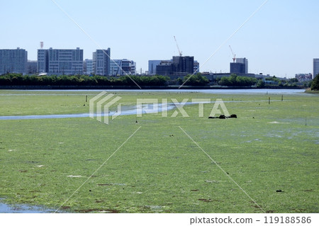 An urban oasis, the Yatsu tidal flats are fresh and lush in spring 119188586