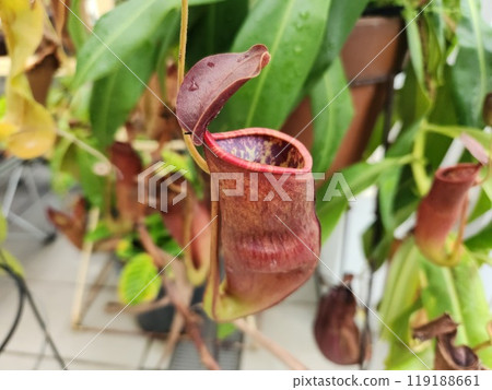 Ugubon Kuzura 119188661