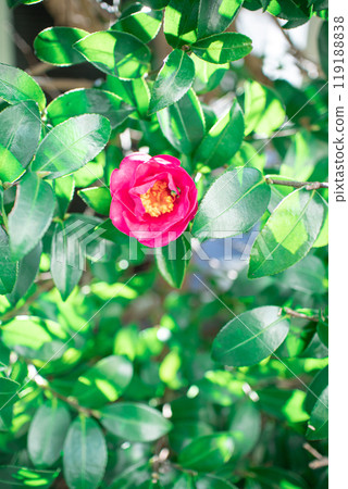 茶花 119188838