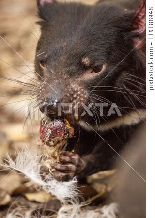 Australian Tasmanian Devil eating 119188948
