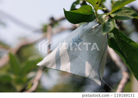 Bagged Aomori apples Bagged Aomori apples 119189131