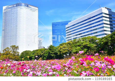 Cosmos of Hamarikyu Cosmos of Hamarikyu 119189165