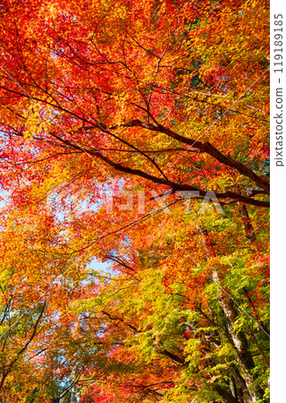 Konami河秋葉 119189185