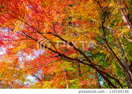 Konami河秋葉 119189186