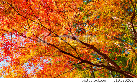 Autumn leaves of Konami River Autumn leaves of Konami River 119189203