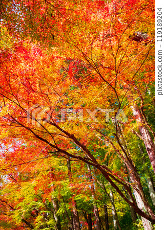 Autumn leaves of Konami River Autumn leaves of Konami River 119189204