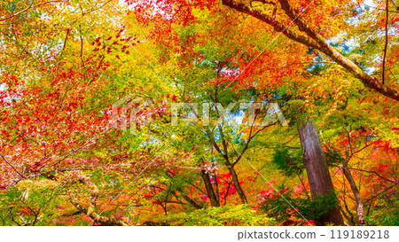 Konami河秋葉 Konami河秋葉 119189218