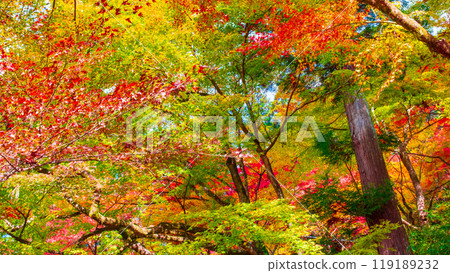 Konami河秋葉 119189232