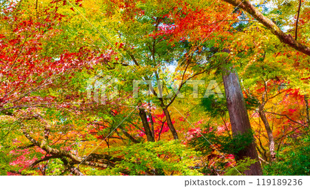 Konami河秋葉 119189236