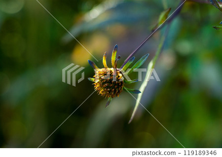 Flowers of Amerikandanso (America Sendangusa) on the Shinano River Yasuragi-tsutsumi Flowers of Amerikandanso (America Sendangusa) on the Shinano River Yasuragi-tsutsumi 119189346
