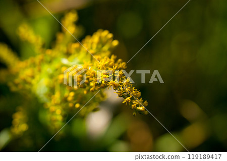 高泡草（Solidago altissima） 119189417