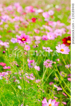 波斯菊盛開 119189448