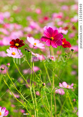 波斯菊盛開 119189449