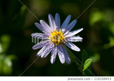 信濃川安良木堤岸上的能金菊 信濃川安良木堤岸上的能金菊 119189453