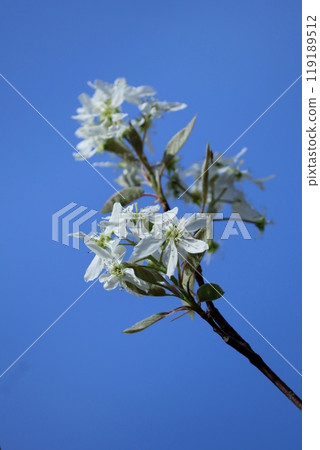 Cherry blossom Cherry blossom 119189512