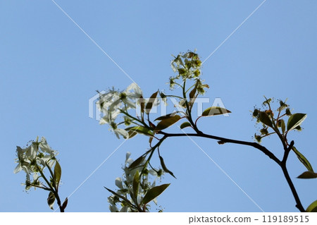 Cherry blossom Cherry blossom 119189515