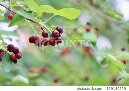 Birds love the fruits of the Zelkova 119189529