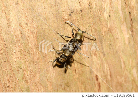 Hairy longhorn beetle mating Hairy longhorn beetle mating 119189561