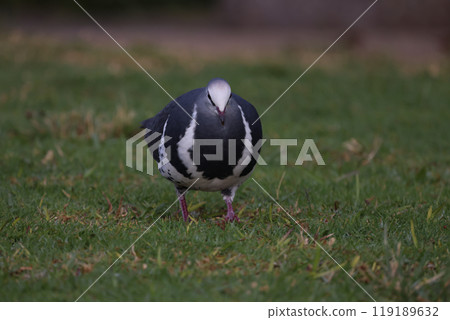 A cute and round Wonga pigeon descending to the ground to search for food A cute and round Wonga pigeon descending to the ground to search for food 119189632