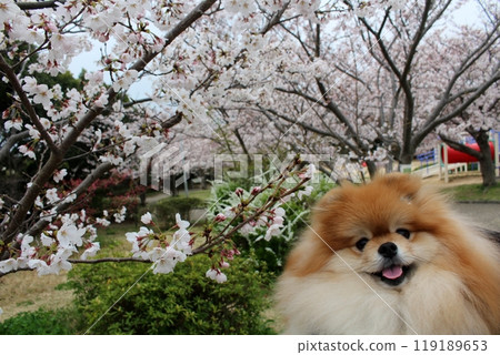 “櫻花前微笑的博美犬 | 毛茸茸的棕色皮毛的可愛狗狗” “櫻花前微笑的博美犬 | 毛茸茸的棕色皮毛的可愛狗狗” 119189653