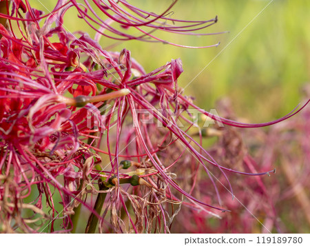 The withered red spider lilies The withered red spider lilies 119189780