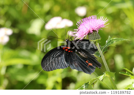 Nagasaki swallowtail honey 119189782