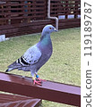  pigeon 119189787