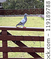  pigeon 119189788