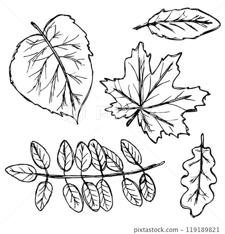 Black outlines of autumn leaves. Hand-drawn doodles on a white background. Pattern illustration for textile print, wrapping paper, wallpaper, coloring pages etc. Black outlines of autumn leaves. Hand-drawn doodles on a white background. Pattern illustration for textile print, wrapping paper, wallpaper, coloring pages etc. 119189821