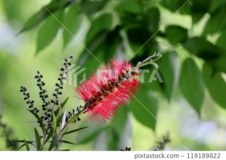 The flowers of the bottlebrush are a perfect match for the brushes used to wash glasses. 119189822