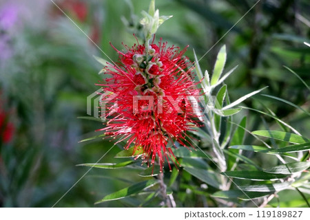The flowers of the bottlebrush are a perfect match for the brushes used to wash glasses. 119189827
