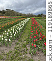 Tulip 119189865