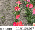 Tulip 119189867