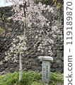 Cherry tree  119189870