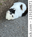 Cat in Cat Island 119189871